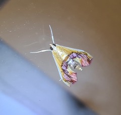 Agathodes ostentalis