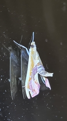 Agathodes ostentalis