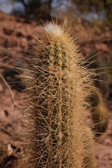 Trichocereus camarguensis