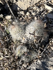 Escobaria tuberculosa