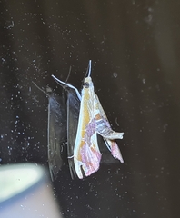 Agathodes ostentalis