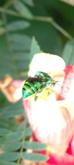 Euglossini