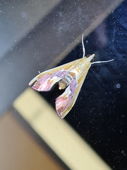 Agathodes ostentalis