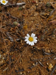 Chaetanthera albiflora