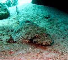 Papilloculiceps longiceps