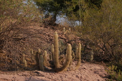 Trichocereus camarguensis