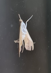 Agathodes ostentalis