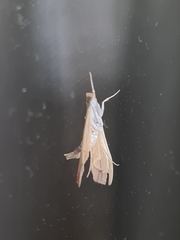 Agathodes ostentalis