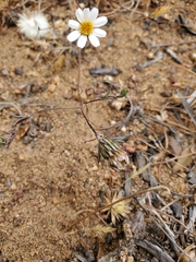 Chaetanthera albiflora