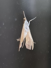 Agathodes ostentalis