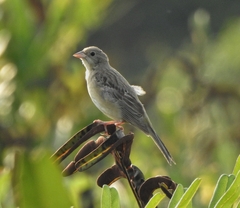 Emberiza melanocephala