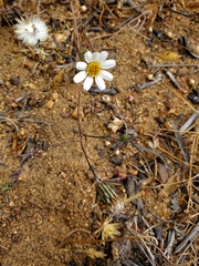 Chaetanthera albiflora
