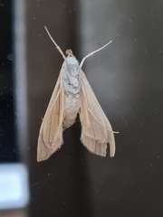 Agathodes ostentalis