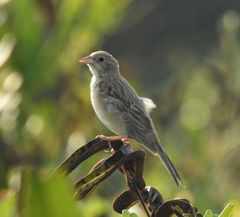 Emberiza melanocephala
