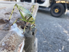 Ephippitytha trigintiduoguttata