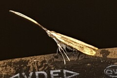 Lecithoceridae