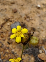 Sisyrinchium graminifolium
