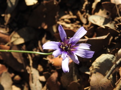 Catananche caerulea