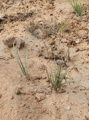 Sisyrinchium graminifolium