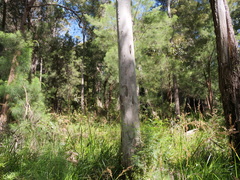 Eucalyptus diversicolor