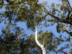 Eucalyptus diversicolor