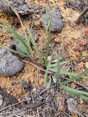 Sisyrinchium graminifolium