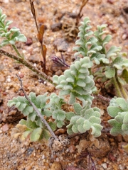 Cristaria glaucophylla