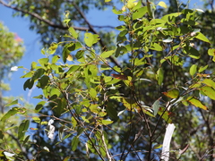 Eucalyptus diversicolor