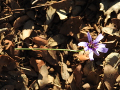 Catananche caerulea