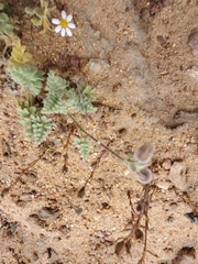 Cristaria glaucophylla