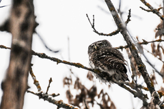 Glaucidium passerinum