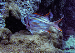 Myripristis violacea