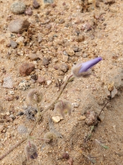 Cristaria glaucophylla