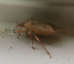 Euschistus servus euschistoides