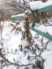 Salvia scabiosifolia