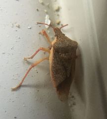 Euschistus servus euschistoides