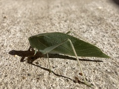 Microcentrum californicum