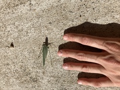 Microcentrum californicum