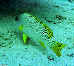 Plectorhinchus gaterinus