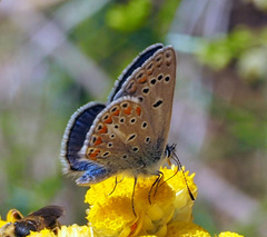 Polyommatus thersites