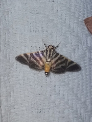 Spilomela