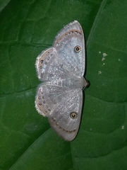Argyrotome cyclopea