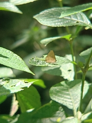 Simiskina pharyge