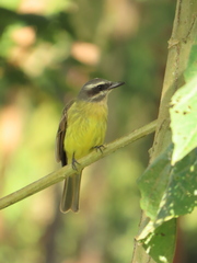 Myiodynastes hemichrysus