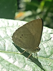 Simiskina pharyge