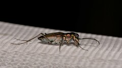 Myriochila semicincta