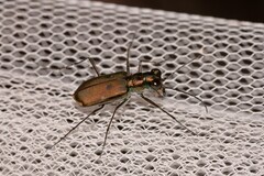 Myriochila semicincta