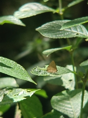 Simiskina pharyge