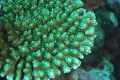 Acropora