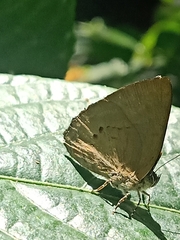 Simiskina pharyge